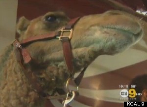 Camel Escapes Circus