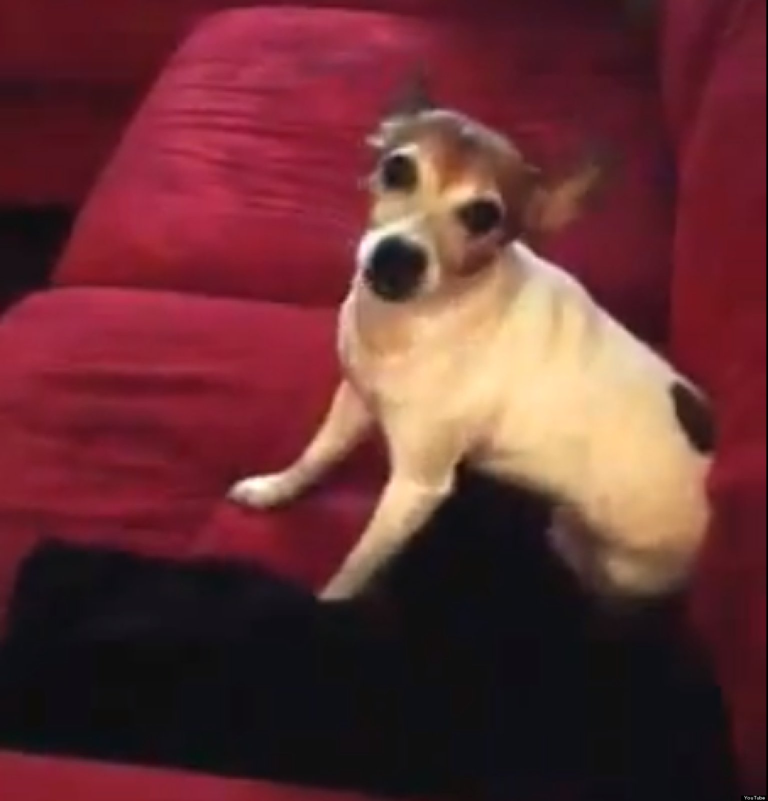 Dog Freaks Out Over Beggin' Strips (VIDEO) HuffPost