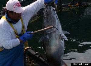 Sustainable Bluefin Tuna