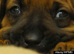 Why Are Puppies Cute?