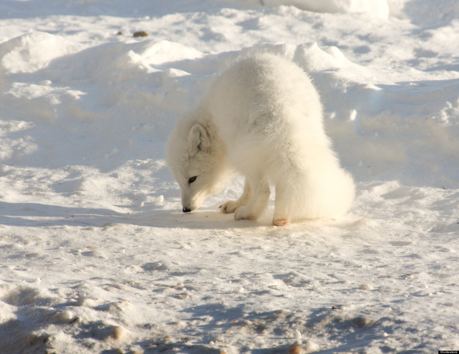 The Arctic Fox Is Perfectly Adapted To Frigid Environment, But What's