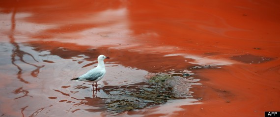 Plage Rouge