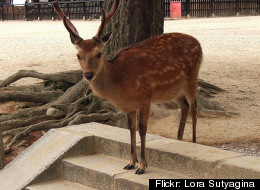 WATCH: Determined Deer Caught Breaking And Entering