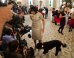 PHOTOS: Michelle Obama & Bo Unveil The 2012 White House Holiday Decorations!