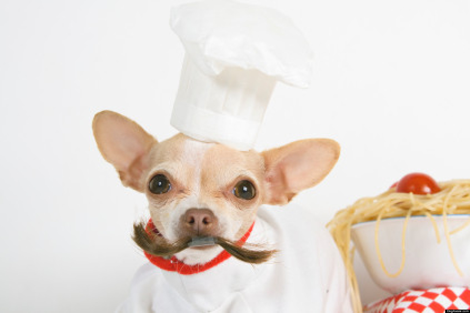Pets In Chef's Hats Are Cute, But So Grumpy (PHOTOS) HuffPost