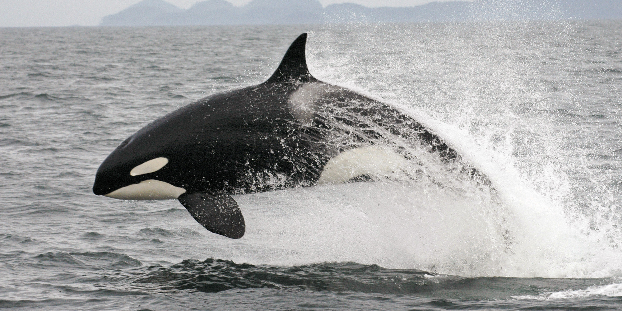 Killer Whales' Endangered Species Status Reviewed