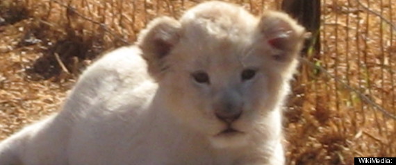 Russian Kids Find Lion Cub