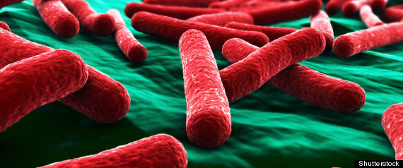 E Coli Bacteria