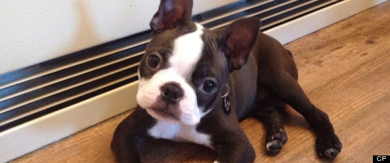 Stolen Puppy Halifax Xiaobao