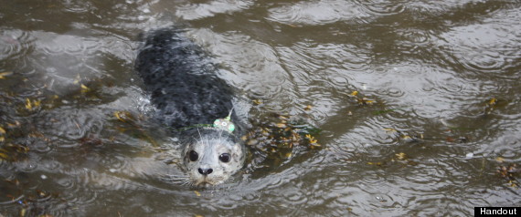 Seal Tracker