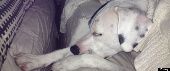 CUTEST PET 2012