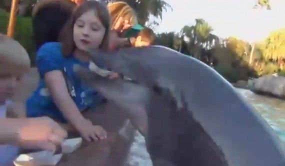 dolphin bite