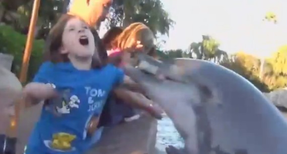dolphin bite