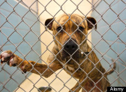 ASPCA Angels 'Hop' to Help Small Animals