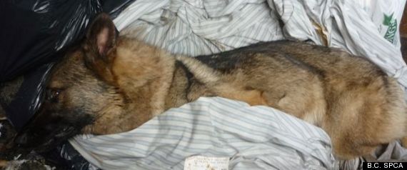 Captain Dog