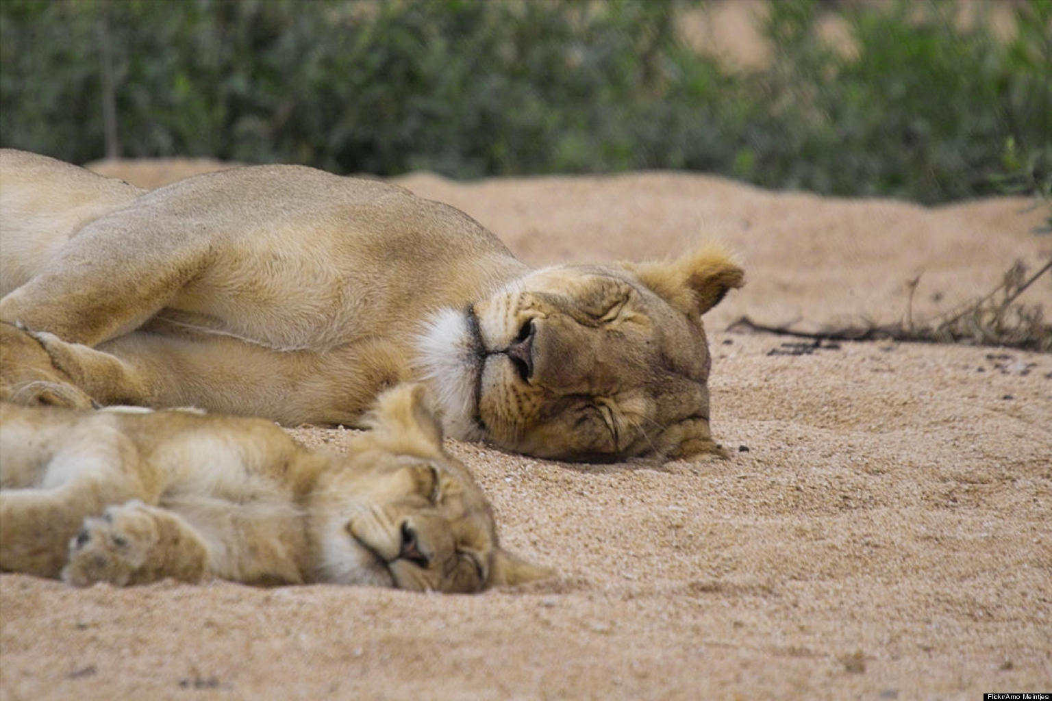 Animal Parents And Babies Will Make Your Day Better PHOTOS HuffPost