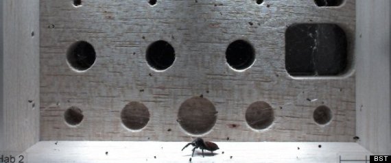 Astronaut Spider