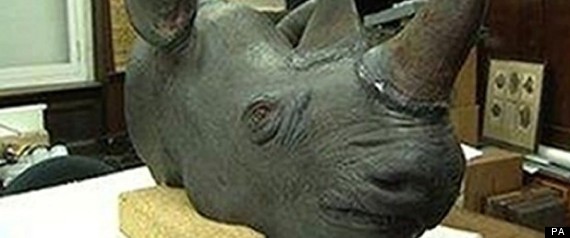 Stolen Rhino Horn