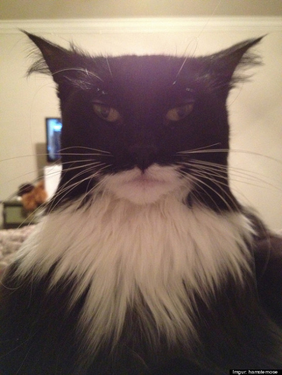 Cat Batman