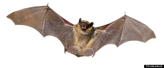 Bat