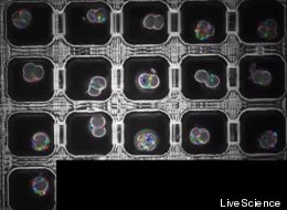 Chances of Miscarriage Revealed By Early Embryo's Odd Behavior (VIDEO)