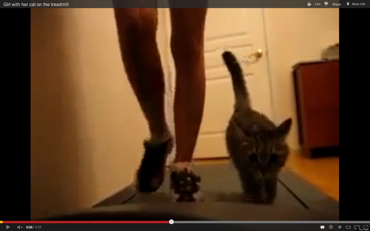 Cat On Treadmill Really Wants To Work Out, Runs Alongside Owner (VIDEO