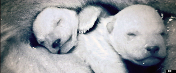frozen planet