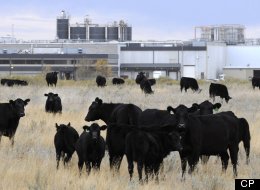 U.S. Management Gives Beleaguered Brooks Beef Plant New President
