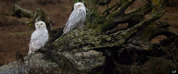 Snowy Owls