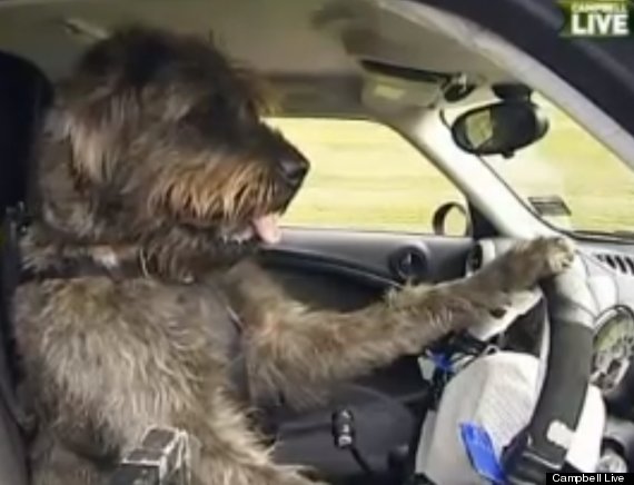 http://i.huffpost.com/gen/892032/thumbs/o-DOG-DRIVING-CAR-570.jpg?5