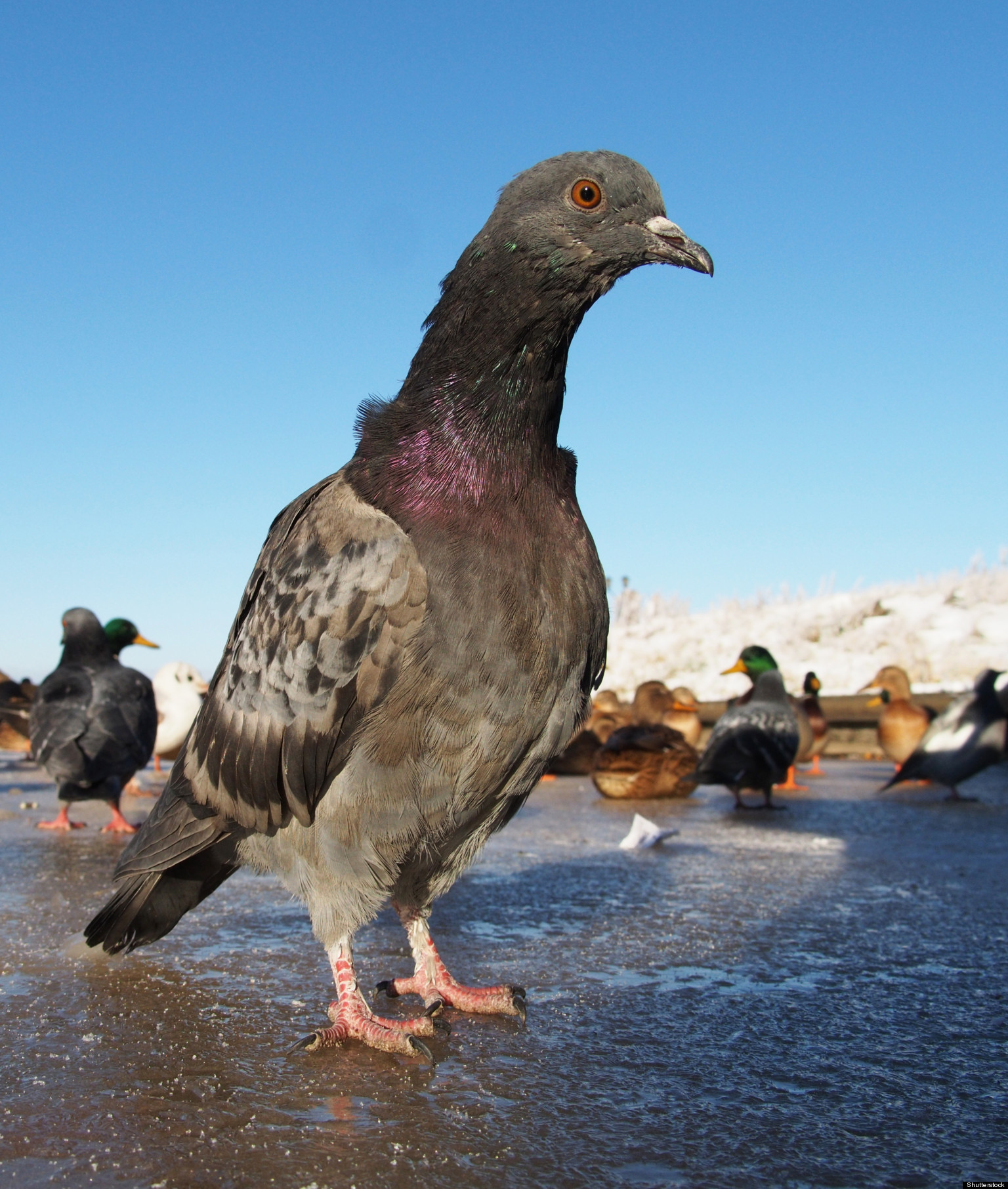 Catfish Attacks, Eats Pigeon (VIDEO)