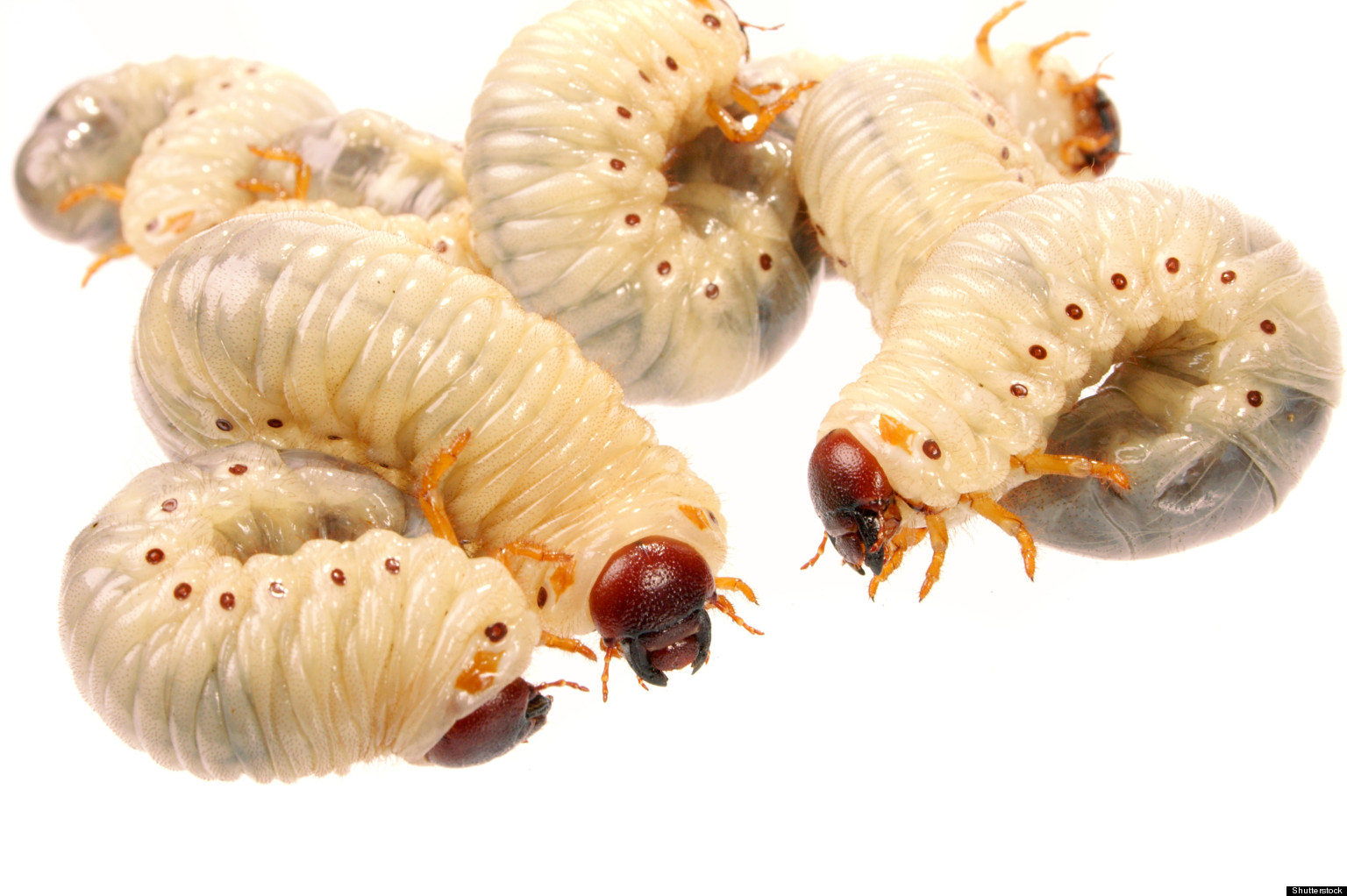 maggots-heal-wounds-by-suppressing-immune-system-study-shows