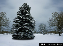 'Christmas Letter 2012'
