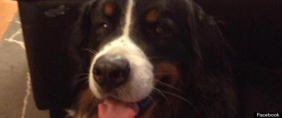 Ohly Dog
