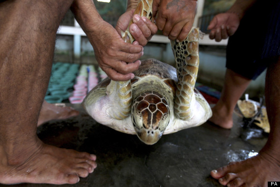 turtle