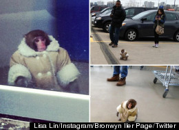 Ikea Monkey Rescued, Sent To Animal Sanctuary