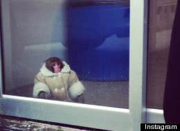Internet Goes Ape For IKEA Monkey