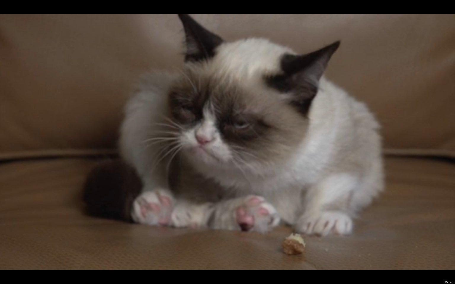 Tard The Grumpy Cat Speaks And Not Surprisingly Its Pretty Freaking Adorable Video Huffpost 