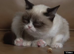 Tard Grumpy Cat Speaks Video