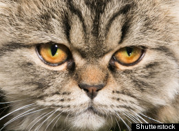 This Cat Burglar Is A Real Cat