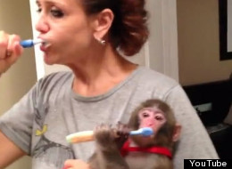 VIDEOS: Ikea Monkey Chilling At Home