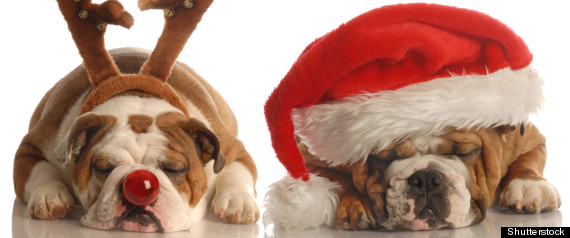 Xmas Pets