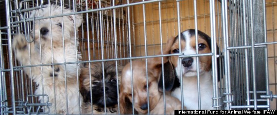 Online Puppy Mills