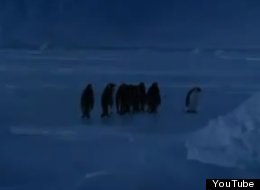 Penguin Falling Down