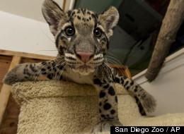 Adorable Zoo Babies!