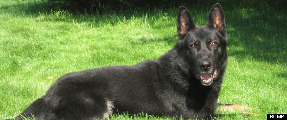 Cargo Rcmp Dog