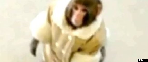 Ikea Monkey