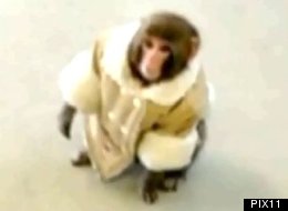Singe perdu: sa «mère» ignorait qu'elle le donnait