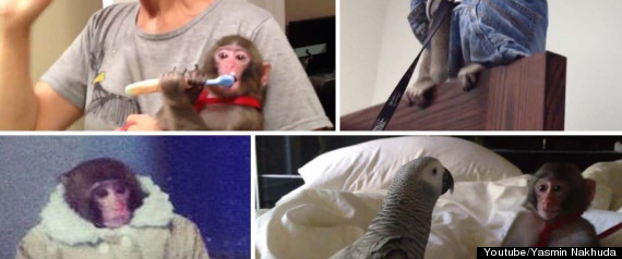 Darwin Ikea Monkey