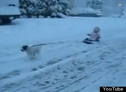 WATCH: Baby's First Dog Sled